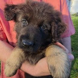 Rider - Black and red male German Shepherd puppy in Columbus, Indiana from Stony Lonesome GSD