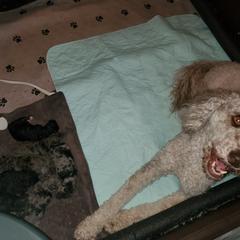 Aussiedoodle and Goldendoodle Puppies from Law Doodles of SC