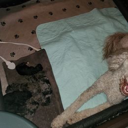 Aussiedoodle and Goldendoodle Puppies from Law Doodles of SC