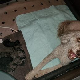 Aussiedoodle and Goldendoodle Puppies from Law Doodles of SC