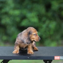 Dachshund Puppies from EntityDachs