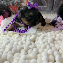 Girl 2 1800 - Black and tan female Yorkshire Terrier puppy in Douglas, Georgia from Southern Georgia Yorkies and biewers