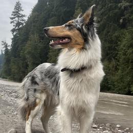Old Time Scotch Collies from Hidden Orchard Farm
