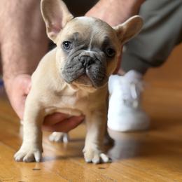 Frank - Blue fawn male French Bulldog puppy in Bolivar, Missouri from BuschBabyBulldogs