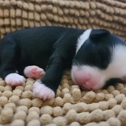 Male 2 - Black and white male Chinese Crested puppy in New Castle, Pennsylvania from Long Haul Cresteds & Long Rotts