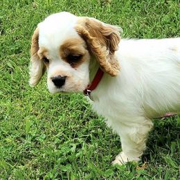 Cocker Spaniels from BairSto Cockers