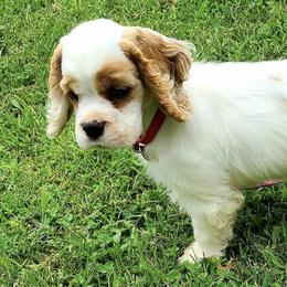 Cocker Spaniels from BairSto Cockers