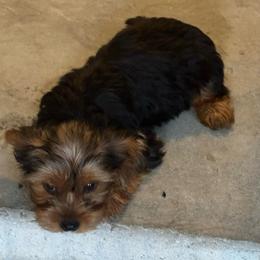 San San - Chocolate, tan and white female Yorkshire Terrier puppy in Jacksonville, Florida from Lake Shore Yorkies