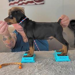 Morroco- Boy orange collar. Staying here - Red male German Pinscher puppy in Chatham, Virginia from WMHK9/Roolyn German Pinschers