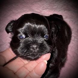 Raven - Black female Shih Tzu puppy in North Central Oregon, Oregon from T-Amore Shih Tzu