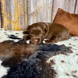 Diamond - Liver female Yorkshire Terrier puppy in Tulsa, Oklahoma from Conns Cuddly Canines