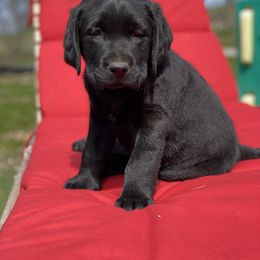 Labrador Retriever Puppies from Paws Farm Retrievers