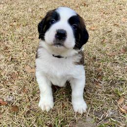 Black collar male - Mahogany and white male Saint Bernard puppy in Albany, Georgia from Magnolia Saint Bernards