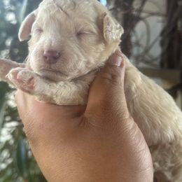 Linda - Cream female Goldendoodle puppy in Los Angeles, California from LA’s Favorite Puppies