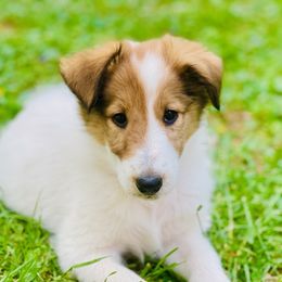 Collie, Old Time Scotch Collie, and Working Cross Puppies from Franklin Farm Collies