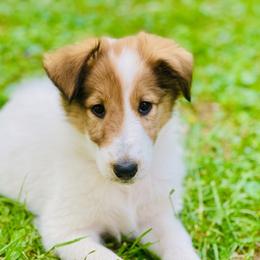 Collie, Old Time Scotch Collie, and Working Cross Puppies from Franklin Farm Collies