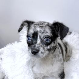 Chihuahua Puppies from Petite Pups LLC