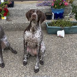 Skadi - German Shorthaired Pointer