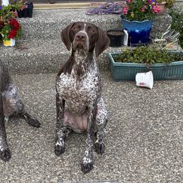 Skadi - German Shorthaired Pointer