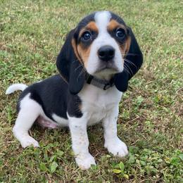 Boy 1 Grey - Blue and white male Beagle puppy in Crestview, Florida from Alicia's Beagles