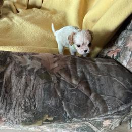 Twinkle - Blenheim male Cavalier King Charles Spaniel puppy in Bullhead City, Arizona from Country Candy Cavaliers