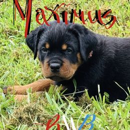RWB Boy - Black and mahogany male Rottweiler puppy in Rossville, Kansas from Cross Creek Rottweilers