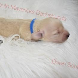 Blue cream boy - Cream male Dachshund puppy in Seminary, Mississippi from Down South Mavericks Dachshunds