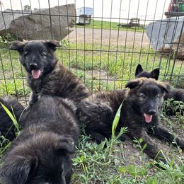 Rolo - Gold brindle male Dutch Shepherd puppy in Hastings, Minnesota from Century Hills Farm