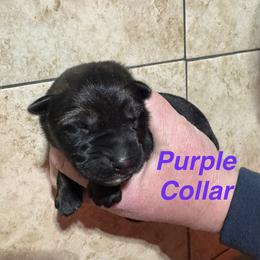 Purple Collar - Sable female German Shepherd puppy in Willington, Connecticut from Wertvoll German Shepherds