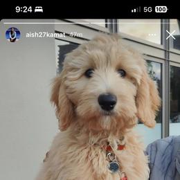 Goldendoodle Puppies from Lundee Doodles