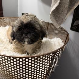 Chester - Tricolor male Shih Tzu puppy in Boiling Springs, South Carolina from Sherry Whiteside's Shih Tzus
