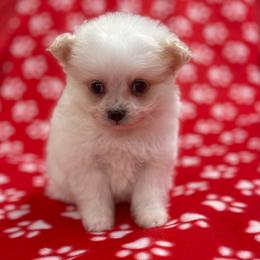 Polar - Cream male Assorted Doodle Crosses puppy in Stuart, Virginia from Lil Aussie Posse