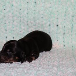 Oliver Twist - Black and tan male Dachshund puppy in Coldwater, Mississippi from Mississippi Shorties Miniature Dachshunds