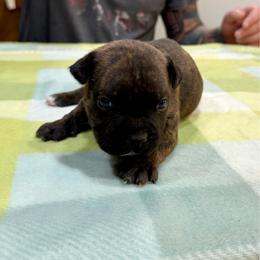 Male 1 - Brindle male Staffordshire Bull Terrier puppy in Lakeland, Florida from English Creek Staffords