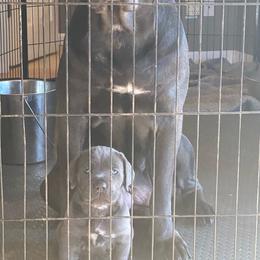 Girl 1 - Gray female Cane Corso puppy in Olympia, Washington from Grayling Dawn Cane Corso