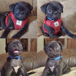 French Bulldog and Pug Puppies from AZPUGFRENCHIECONNECTION