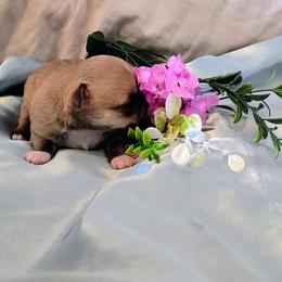 Lil One - Fawn and white male Chihuahua puppy in Weatherford, Texas from Small and Mighty Chihuahuas