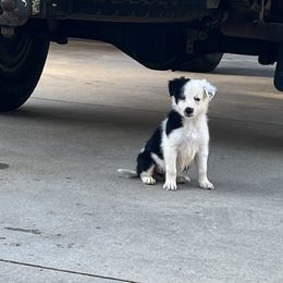 Girl 4 - Border Collie puppy in Woodruff, South Carolina from Megan's Pups