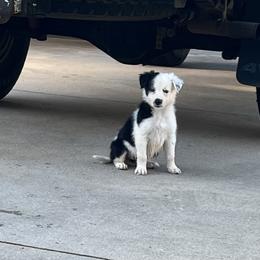 Girl 4 - Border Collie puppy in Woodruff, South Carolina from Megan's Pups