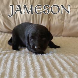 Jameson - Black male Labrador Retriever puppy in Water Valley, Mississippi from Three Lakes Labs & WHDs