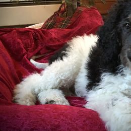 Poodles from UBER POODLES