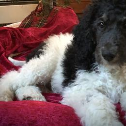 Poodles from UBER POODLES