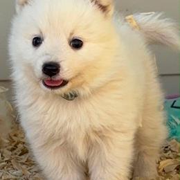 Girl 1 - White female Japanese Spitz puppy in Sebastopol, California from IMag Japanese Spitz