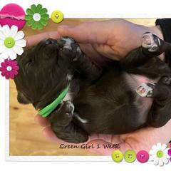 Australian Cobberdog Puppies from MountainAyres