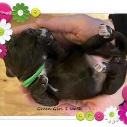 Australian Cobberdog Puppies from MountainAyres