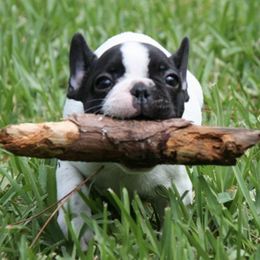 French Bulldogs from Adorabullz by Sognare French Bulldogs