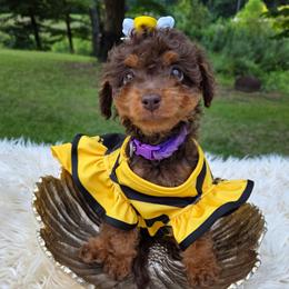 Hazelnut (Hazel) - Red phantom female Aussiedoodle puppy in Haleyville, Alabama from The Cuddly Dood Ranch