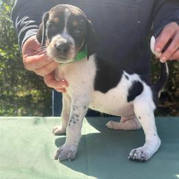 Otis - Blue ticked and tan male Bluetick Coonhound puppy in Mount Pleasant, Texas from Harmons Hounds