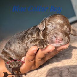 Blue Collar Boy - Chocolate male Australian Labradoodle puppy in Hagerstown, Maryland from Westfields Labradoodles