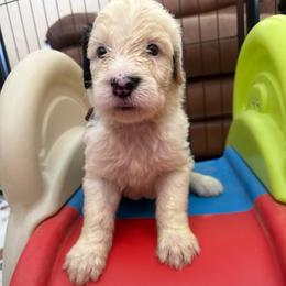 Red - Gray and white female Old English Sheepdog puppy in Iowa from Midwest Puppy Paws